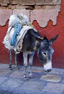 Mexico, San Miguel de Allende, Pack donkey with packs