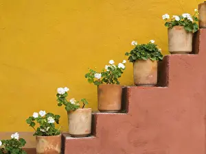 Images Dated 15th March 2013: Mexico, San Miguel de Allende. Potted flowers on staircase