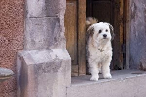 Mexico, San Miguel de Allende. White dog standing in open doorway