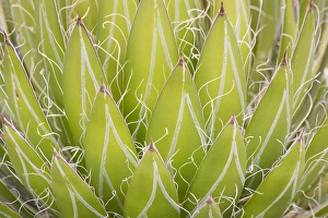 Images Dated 13th March 2013: Mexico, San Miguel de Allende. Yucca plant close-up