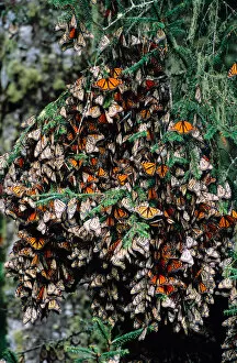 Images Dated 10th July 2006: Mexico, Sierra Chincua Monarch Sanctuary, Monarch Butterflies (Danaus plexippus)