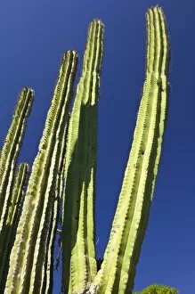 Mexico, Sinaloa State, Copala. Big Cactus