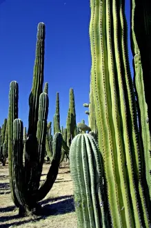 Mexico, Sonora, San Carlos. Saguaro & Organ Pipe cactus. THIS IMAGE HAS SOME RESTRICTIONS