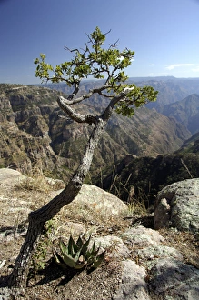 Mexico, State of Chihuahua, Copper Canyon