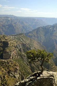 Mexico, State of Chihuahua, Copper Canyon