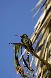 Mexico, State of Sinaloa, El Fuerte. Hummingbird. THIS IMAGE HAS SOME RESTRICTIONS