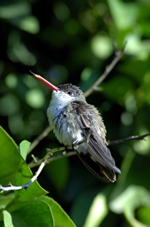 Mexico, State of Sinaloa, El Fuerte. Hummingbird