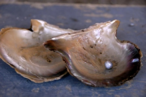Mexico, State of Sonora, Guaymas. Pearl farm, rainbow lipped oyster shell with pearl