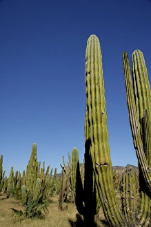 Mexico, State of Sonora, San Carlos. Saguaro (Carnegiea gigantea) & Organ Pipe (Lemaireocereus