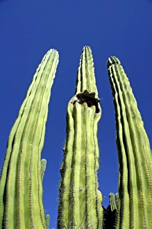 Mexico, State of Sonora, San Carlos. Saguaro cactus (Carnegiea gigantea) in Sonoran Desert