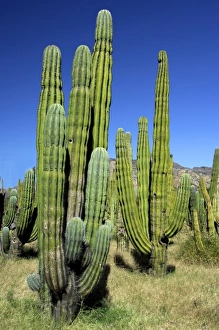 Images Dated 28th August 2012: Mexico, State of Sonora, San Carlos
