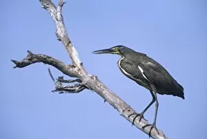 Mexico, Tamaulipas State. Bare-throated tiger heron standing on dead tree