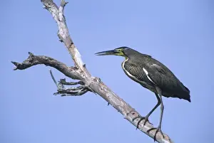Shore Bird Prints: Mexico, Tamaulipas State. Bare-throated tiger heron standing on dead tree