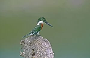 Mexico, Tamaulipas State. Close-up of green kingfisher male perched on stump looking