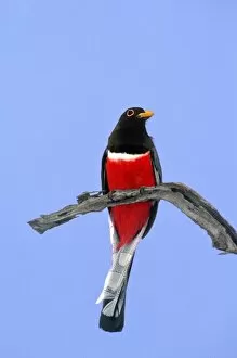 Mexico, Tamaulipas State. Close-up of wild elegant trogon male on dead branch