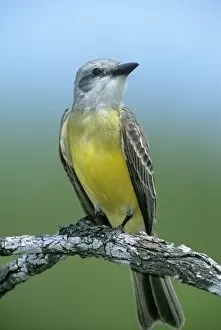 Mexico, Tamaulipas State. Couchs kingbird perched on mesquite branch