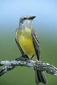 Song Bird Prints: Mexico, Tamaulipas State. Couchs kingbird perched on mesquite branch