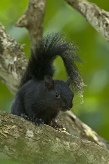 Mexico, Tamaulipas State. Curious red-bellied squirrel in black color phase on tree limb