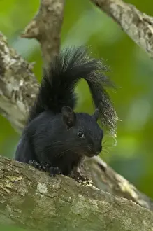 Phase Prints: Mexico, Tamaulipas State. Curious red-bellied squirrel in black color phase on tree limb