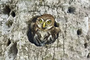Pygmy Owl Prints: Mexico, Tamaulipas State. Ferruginous pygmy owl in cavity nest