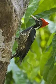 Dead Tree Prints: Mexico, Tamaulipas State. Lineated woodpecker perched on dead tree