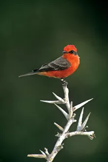 Images Dated 12th October 2007: Mexico, Tamaulipas State. Male vermillion flycatcher on dead thornbush branch. Credit as