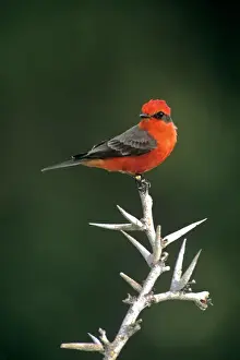 Thorn Prints: Mexico, Tamaulipas State. Male vermillion flycatcher on dead thornbush branch. Credit as