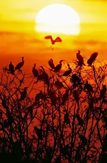 Cormorant Prints: Mexico, Tamaulipas State. Silhouette of neotropic cormorants roosting at sunset