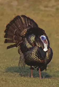 Mexico, Tamaulipas State. Wild tom turkey in mating display
