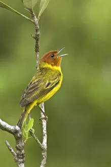 Mexico, Tamaulipas State. Yellow mangrove warbler male perched on branch singing