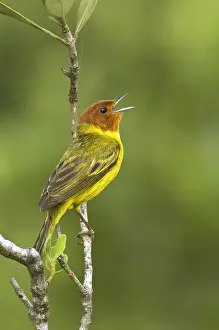 Mating Prints: Mexico, Tamaulipas State. Yellow mangrove warbler male perched on branch singing