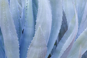 Thorn Prints: Mexico, Tecate, Rancho La Puerta