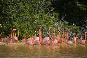 Images Dated 23rd February 2007: Mexico, Yucatan. A flock of Carribean pink flamingos in the Celestun National Wildlife refuge