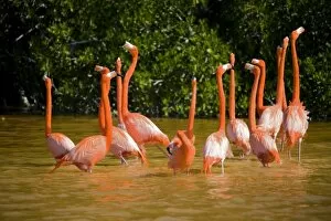 Mexico, Yucatan. A flock of Carribean pink flamingos in the Celestun National Wildlife refuge