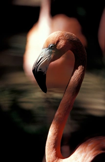 Images Dated 19th April 2005: Mexico, Yucatan Peninsula, Pink Flamingo at Xcaret, eco-archeological park of Xcaret