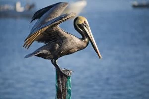 Mexico, Yucatan, San Felipe. A brown pelican sitting on the dock in the small coastal
