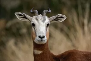 Mhorr Gazelle, largest of the true gazelles, Louisville Zoo, Louisville, Kentucky