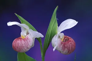 Images Dated 30th December 2003: Michigan, Bruce Peninsula National Park. Showy Ladys Slippers (Cypripedium reginae)