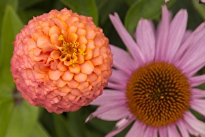 Peach Prints: Michigan, Dearborn, Greenfield Village. Peach zinnia flower with purple coneflower