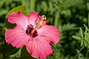 Dearborn Prints: Michigan, Dearborn. Detail of pink hibiscus