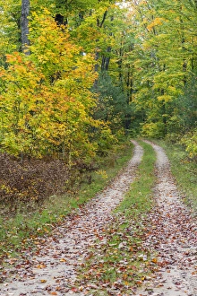 Pathway Prints: Michigan, Hiawatha National Forest, road with trees in fall color