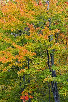 Michigan Prints: Michigan, Houghton County, tree with fall color