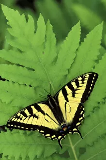 Michigan, Houghton Lake. Tiger Swallowtail on fern (Papilio glaucus / Osmunda)