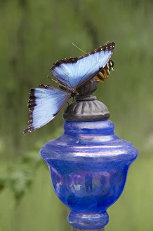 Michigan, Mackinac Island. Wings of Mackinac Butterfly Conservatory and garden