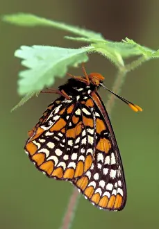 Graceful Prints: Michigan, Oakland County Checkerspot Butterfly roosting (Euphydryas phaeton)