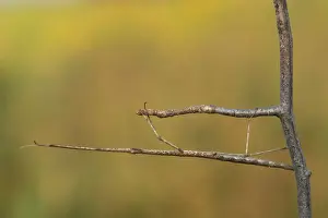 Claudia Adams Prints: Michigan, Oakland County. Walking Stick mimicking stick for camouflage (Diapheromera