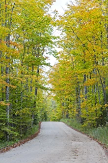 Michigan Prints: Michigan, Pictured Rocks National Lakeshore, road to Miners Falls with trees in fall