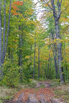 Michigan Prints: Michigan, Pictured Rocks National Lakeshore, road through forest