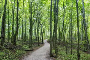 Images Dated 28th September 2016: Michigan, Pictured Rocks National Lakeshore, trail to Miners Falls