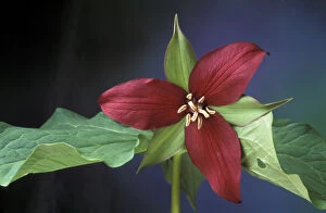 Images Dated 24th December 2003: Michigan, Port Huron, State Property. Scarlet Trillium